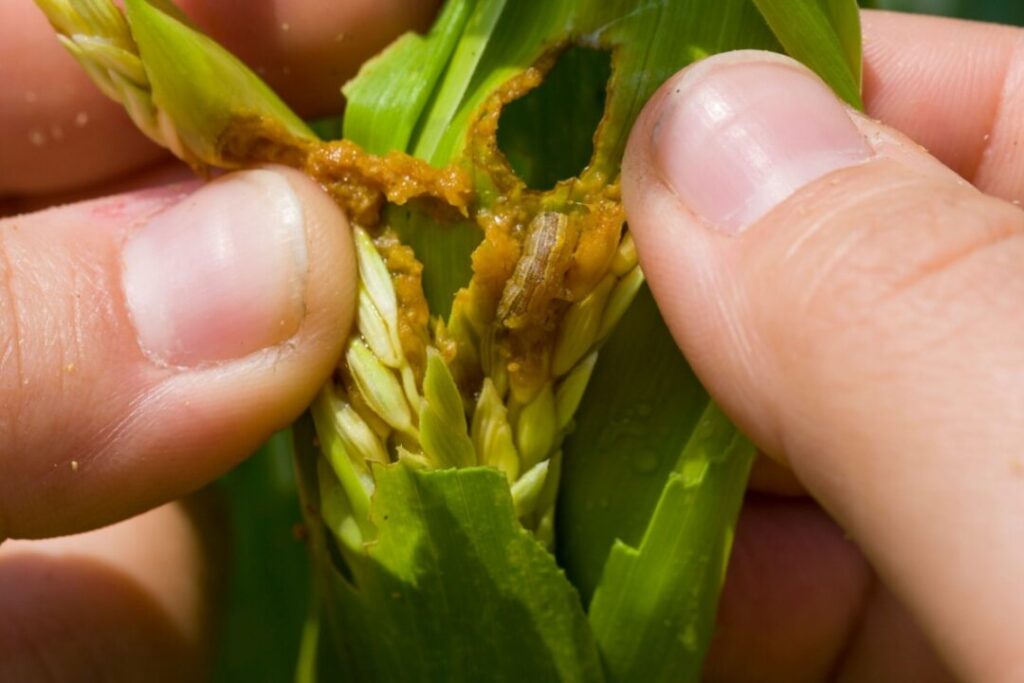 Basta pesticidi: gel vivente stermina i parassiti e aumenta i raccolti del 50% Futuro Prossimo