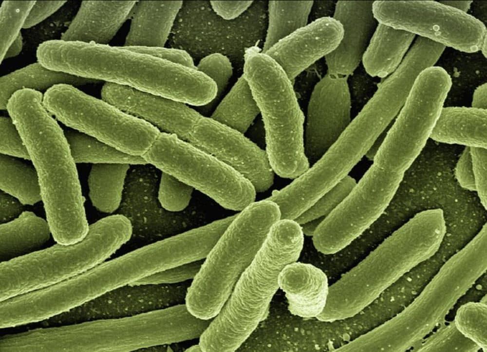 Lolamicina, antibiotico “eroe”: sconfigge i batteri resistenti e salva l’intestino Futuro Prossimo
