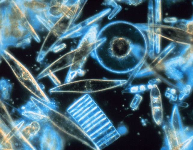 Dolcificanti artificiali: l’amaro impatto sugli ecosistemi acquatici Futuro Prossimo