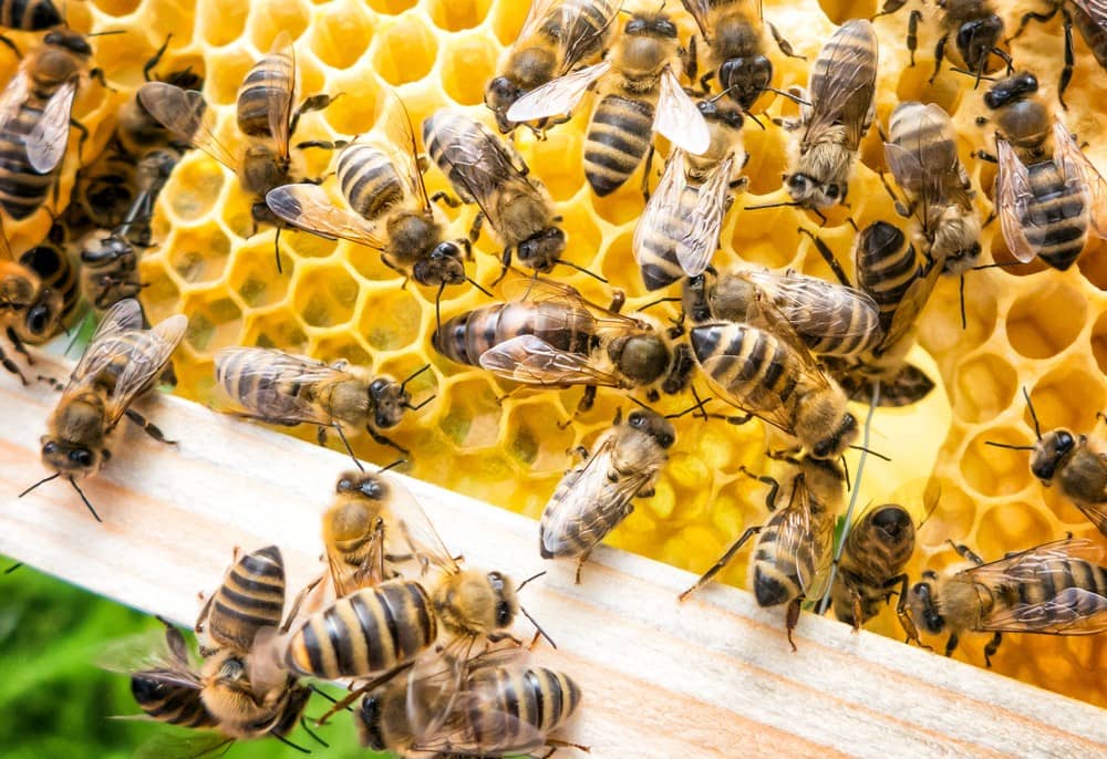 Un “vaccino” proteggerà gli impollinatori dai pesticidi letali Futuro Prossimo