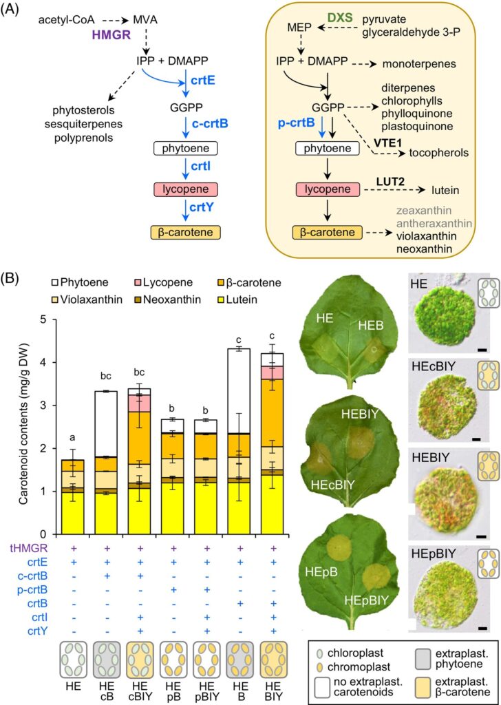 Biotecnologia, arriva la lattuga dorata: 30 volte più vitamine Futuro Prossimo