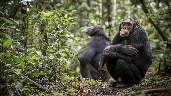Primati sull’orlo dell’abisso: i risultati shock di una ricerca globale Futuro Prossimo