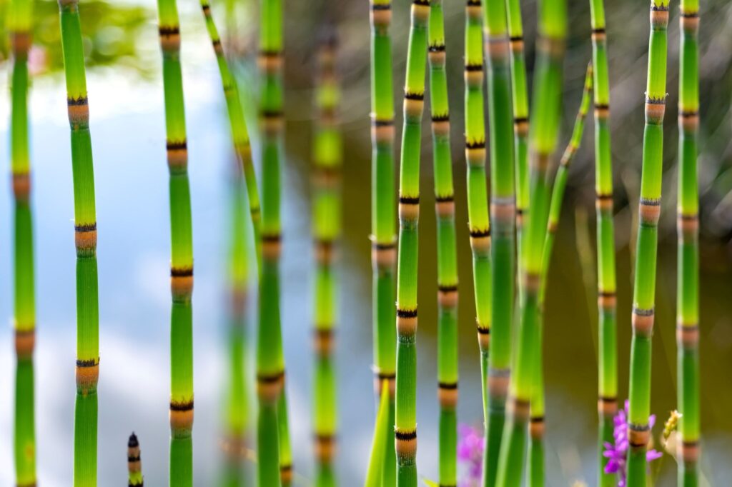 Energia pulita dal giacinto d’acqua? La natura sorprende ancora Futuro Prossimo