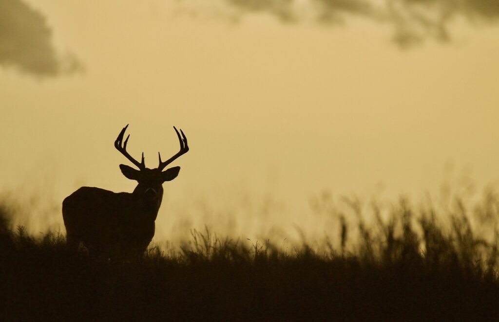 Project Deer, l’app per la sicurezza animali salva cervi e conducenti Futuro Prossimo