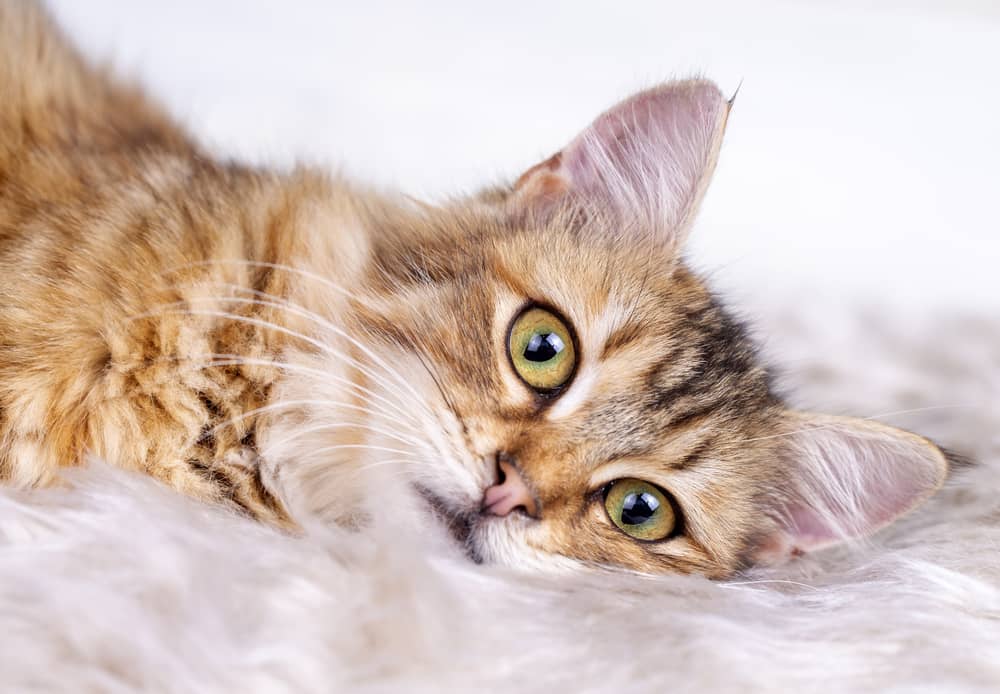 Gatti, campioni del linguaggio umano: battono anche i bambini Futuro Prossimo