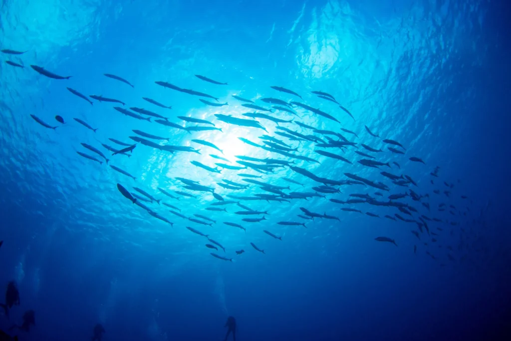Latte di pesce: in Indonesia l’ultima, discutibile novità Futuro Prossimo