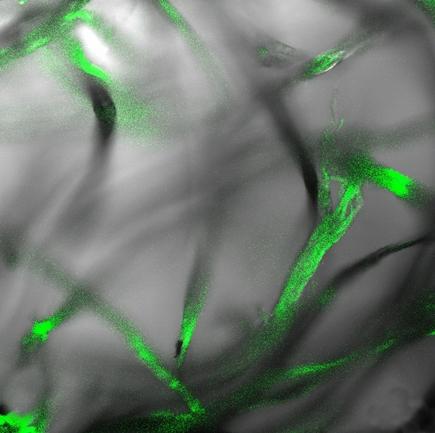 Legno bioluminescente: la luce del futuro viene dai funghi Futuro Prossimo