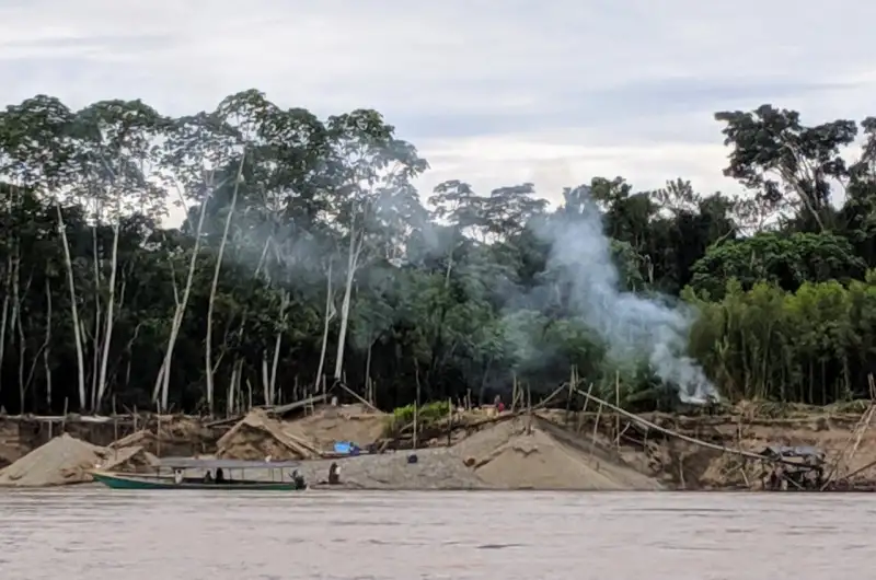 Amazzonia, anelli degli alberi svelano i segreti delle miniere d’oro Futuro Prossimo