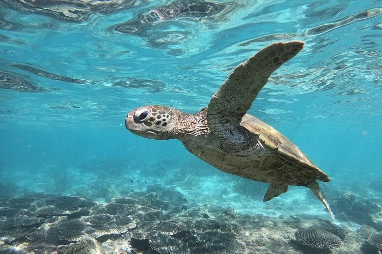 Tornano le tartarughe marine: siamo davvero sulla strada giusta? Futuro Prossimo