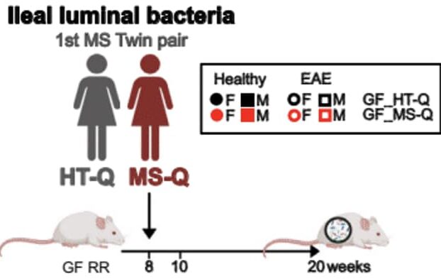 2 batteri intestinali sembrano innescare la sclerosi multipla Futuro Prossimo