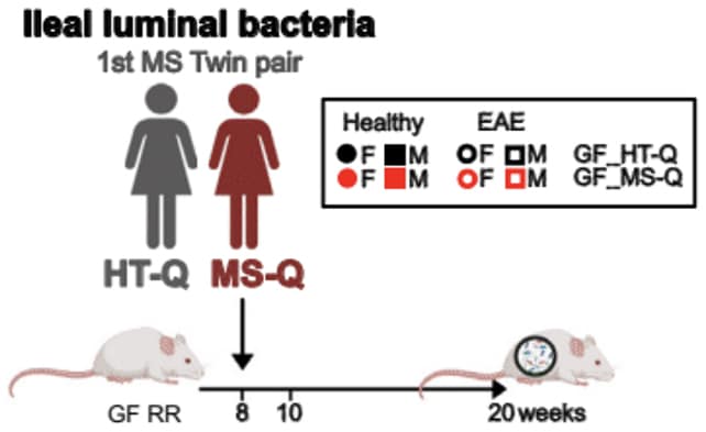2 batteri intestinali sembrano innescare la sclerosi multipla Futuro Prossimo