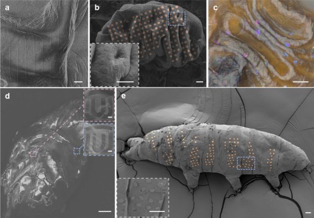 Tardigradi tatuati: chi ha dato l’ago in mano agli scienziati? Futuro Prossimo