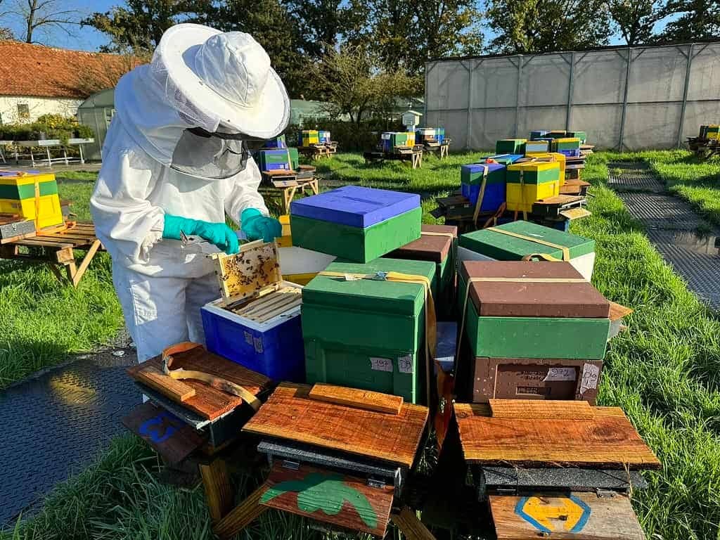 Colonie di api a rischio? nasce il ‘super cibo’ in assenza di polline Futuro Prossimo