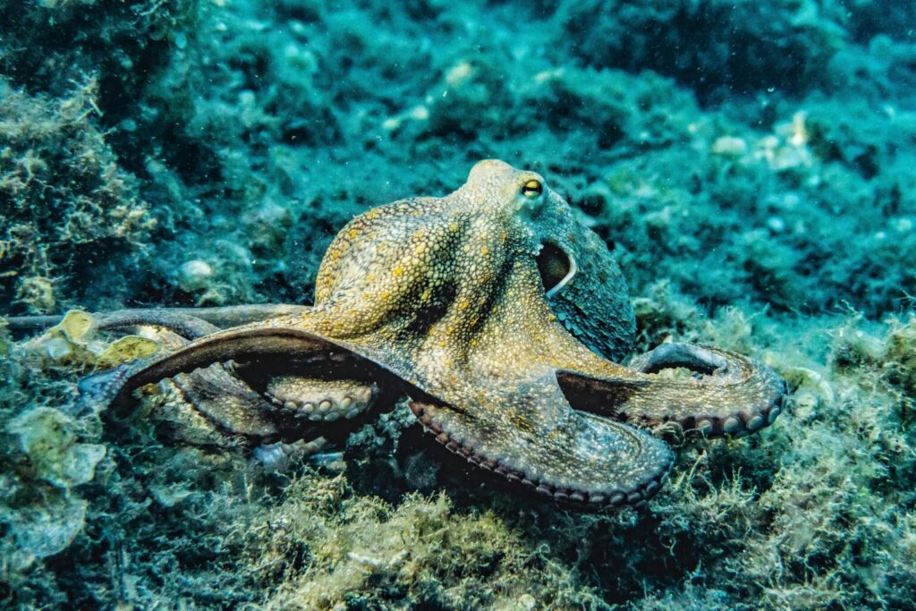 Pazzeschi polpi: riconoscono 300 microbi diversi con i tentacoli Futuro Prossimo