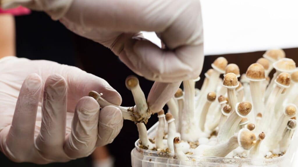 La psilocibina dei ‘funghi magici’ frena davvero l’invecchiamento? Futuro Prossimo