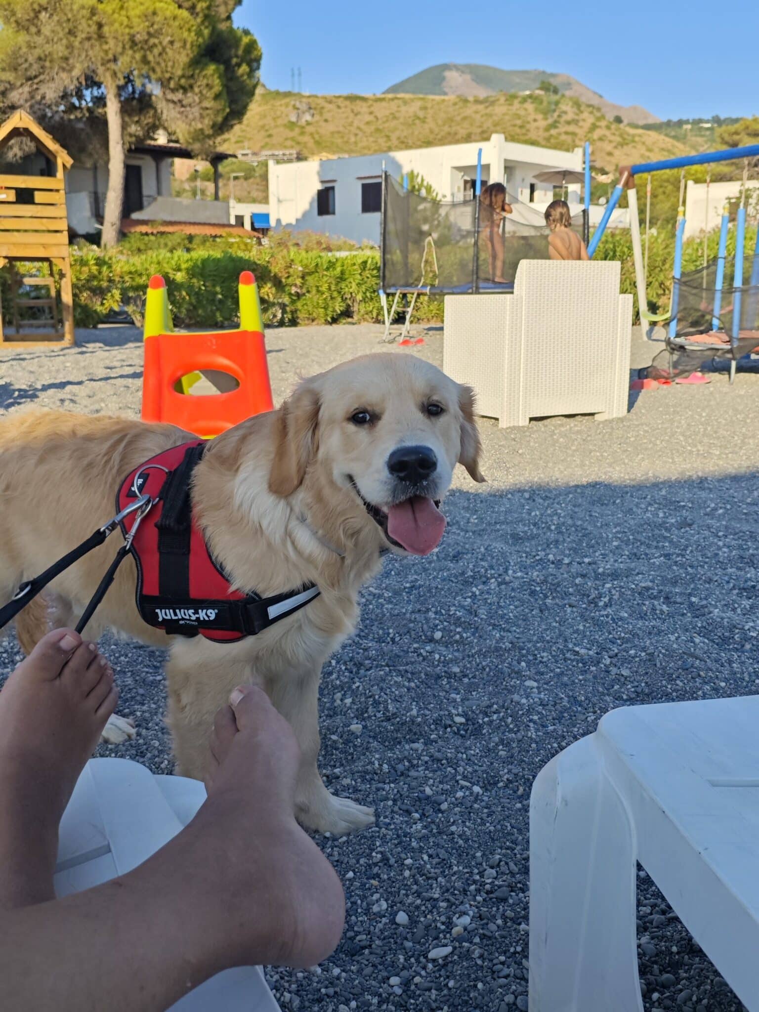 Addio al mito dei cani che fiutano le persone cattive Futuro Prossimo
