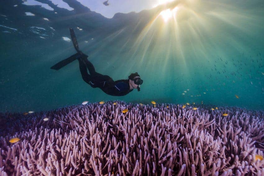 Perché i pesci possono respirare sott’acqua? Mistero risolto Futuro Prossimo