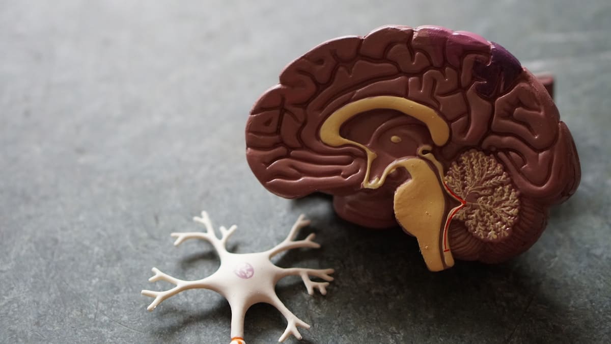 Cervello, svelato il segreto dei ricordi indelebili Futuro Prossimo