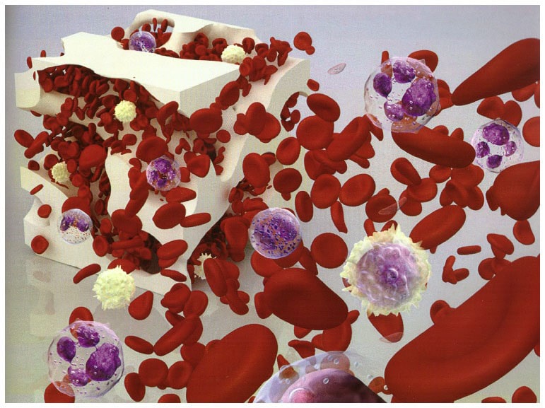 Ipossia, scoperta cruciale: bassi livelli di ossigeno riscrivono il codice immunitario Futuro Prossimo