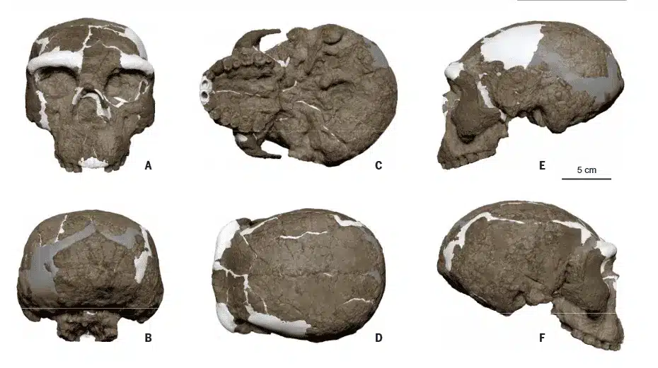 Homo longi: il cranio che sposta indietro le nostre origini Futuro Prossimo