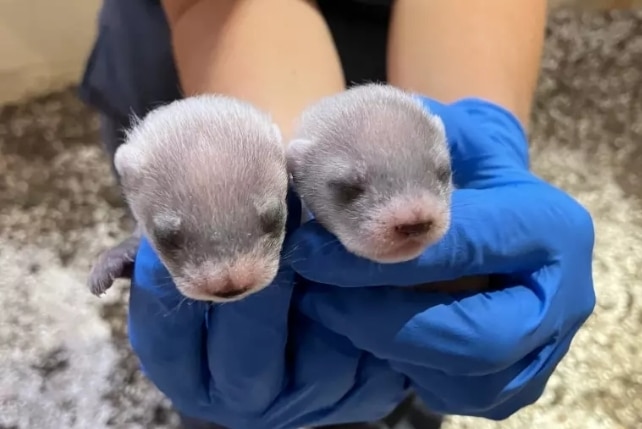 Clonare animali: cosa può andare storto nel trend dei VIP Futuro Prossimo