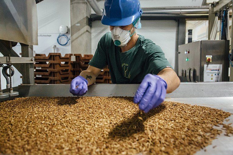 Proteine da insetti, il “sogno” si sgonfia tra flop milionari Futuro Prossimo