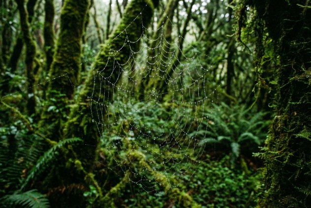 La biofobia cresce: quando la natura diventa nemica Futuro Prossimo