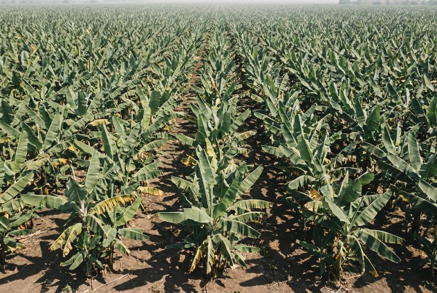 Trovato un gene che può salvare la banana dall’estinzione Futuro Prossimo
