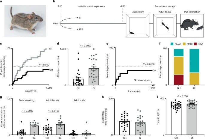 Padri o assassini? Decide il gene Agouti (nei topi) Futuro Prossimo
