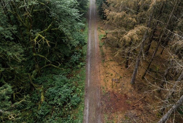 Foreste dopate di azoto: la respirazione del suolo collassa Futuro Prossimo