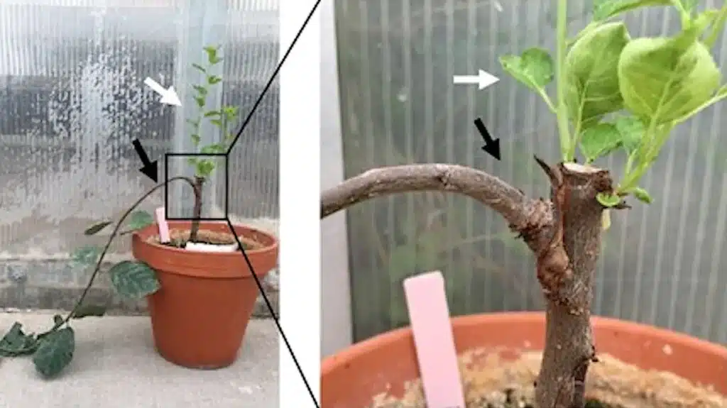 Alberi OGM che crescono “storti” per produrre più frutta Futuro Prossimo