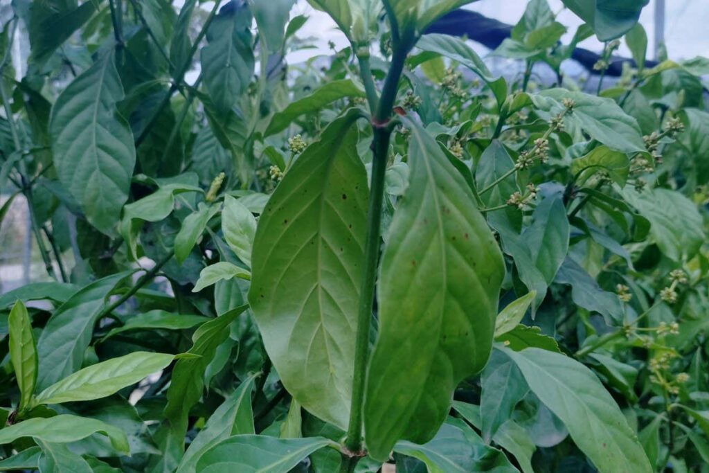 Aggiunti 9 geni in più e il tabacco diventa una fabbrica psichedelica Futuro Prossimo