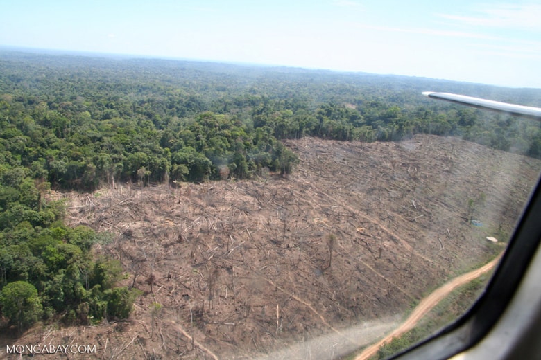 Se ne tagliamo ancora un 5%, l’Amazzonia diventa savana Futuro Prossimo