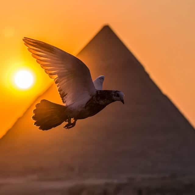 Uccello di Saqqara, “l’aliante” di 2.200 anni fa volava davvero? Futuro Prossimo