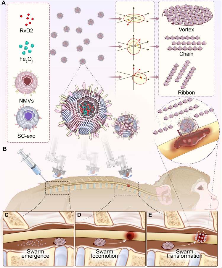 Nanorobot magnetici nella spina dorsale: funziona sui primati Futuro Prossimo