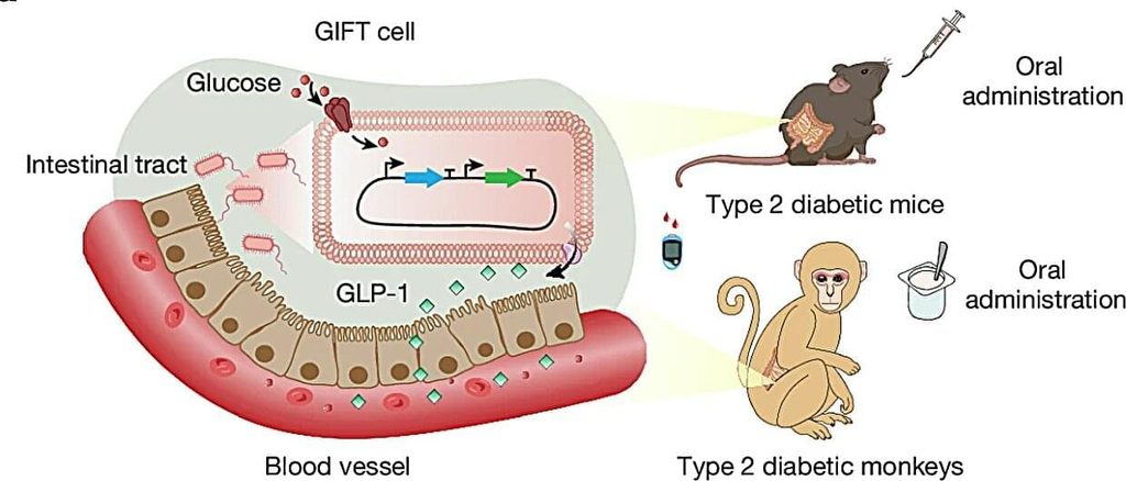 GIFT, un probiotico sente il glucosio e produce l’ormone di Ozempic Futuro Prossimo
