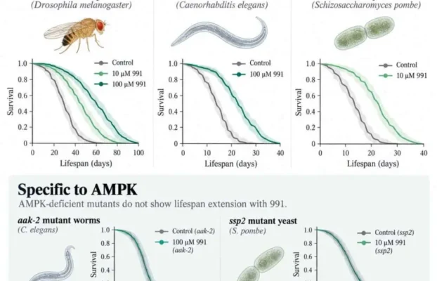 Un farmaco sfida l&rsquo;invecchiamento e allunga la vita di 3 specie diverse Futuro Prossimo