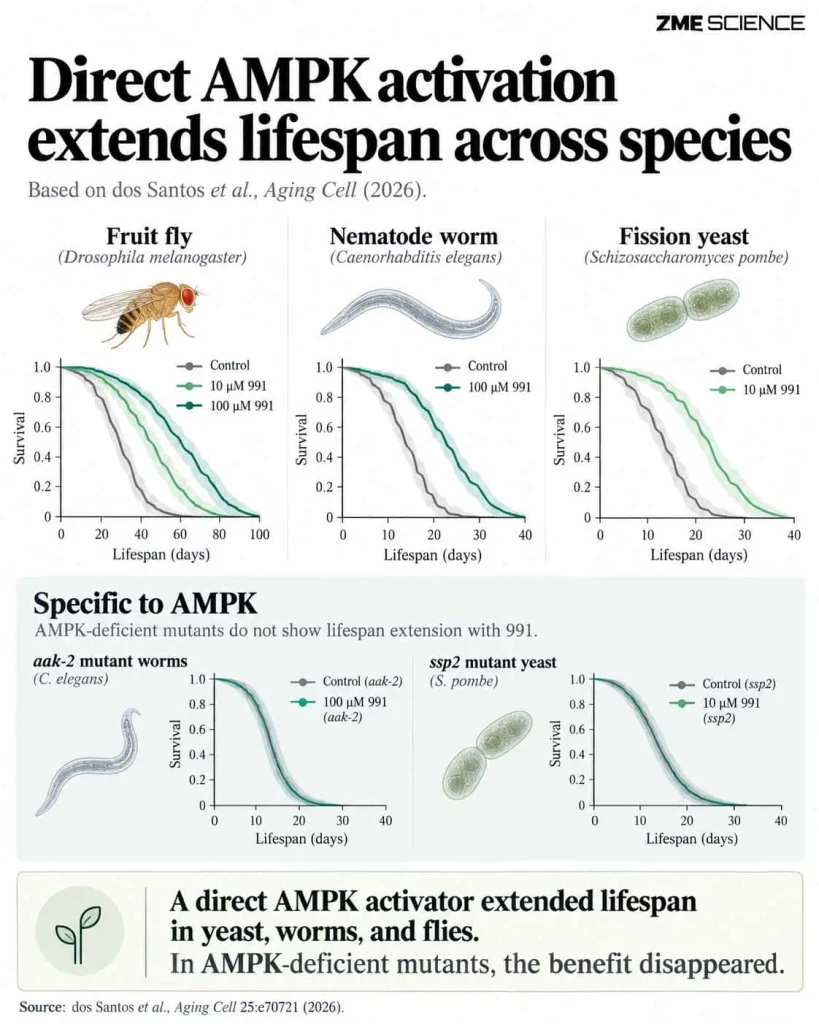 Un farmaco sfida l’invecchiamento e allunga la vita di 3 specie diverse Futuro Prossimo