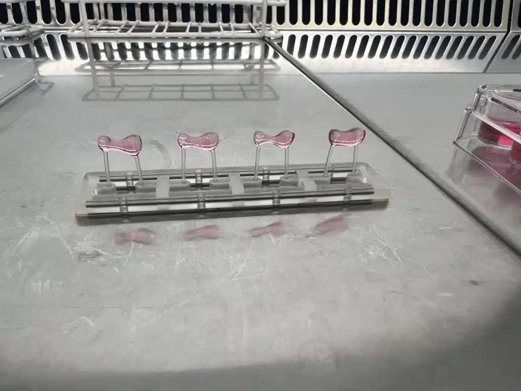 Una molecola del melograno può “riaccendere” il cuore? Futuro Prossimo
